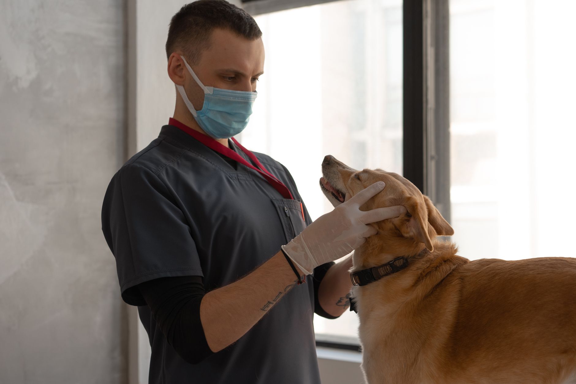 a veterinarian examining a dog while holding a tablet