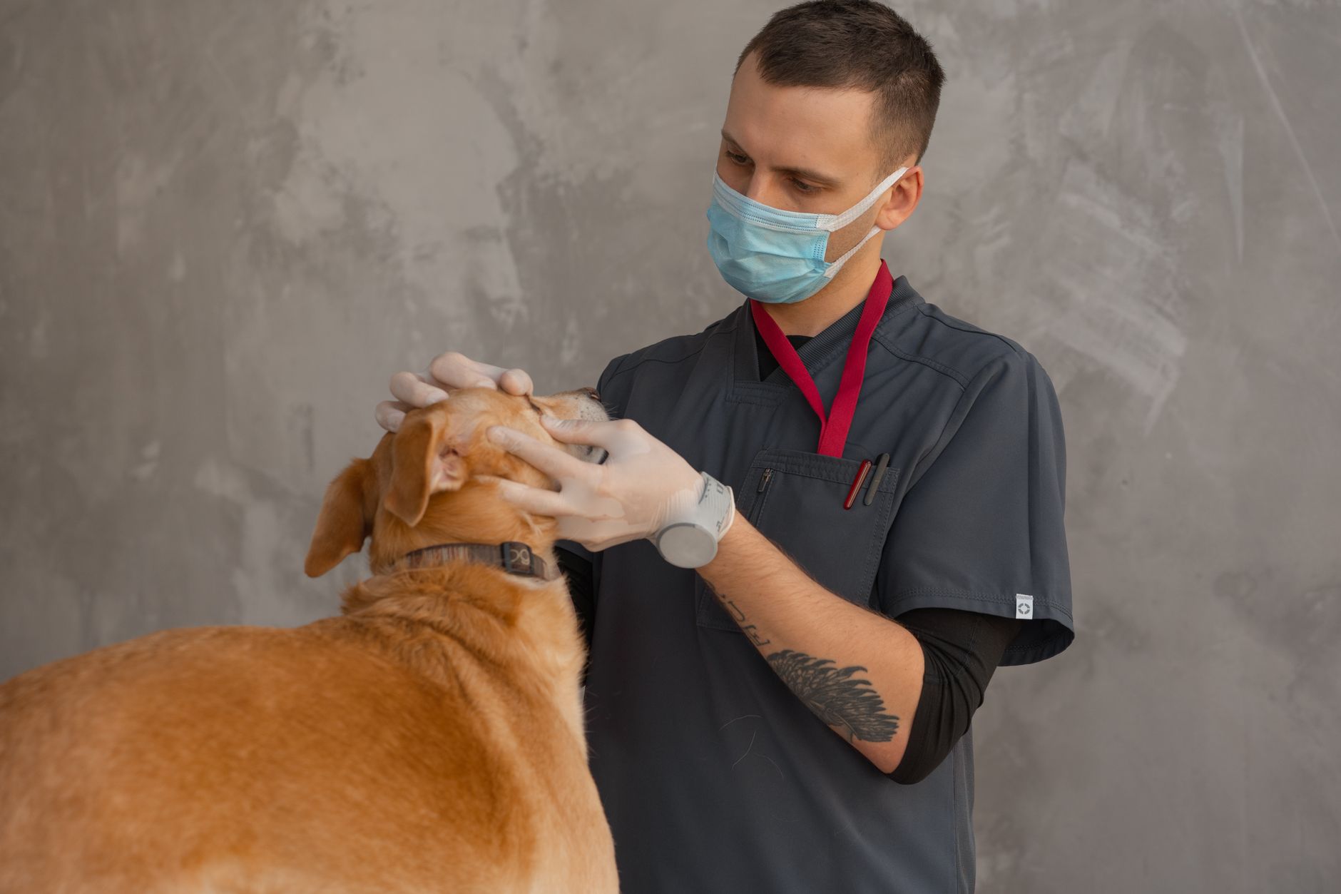 Best AI Tools for Veterinarians in 2026: Better Care, Less Paperwork